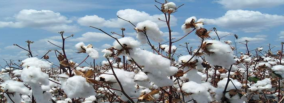 Coton du Burkina